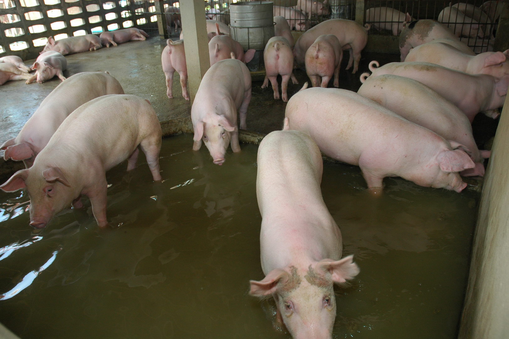 สศก.ชี้โครงการยกระดับมาตรฐานฯ ดันมูลค่าสินค้าเกษตรปลอดภัยเพิ่มขึ้นเกือบ 20% 11 รูปหมู