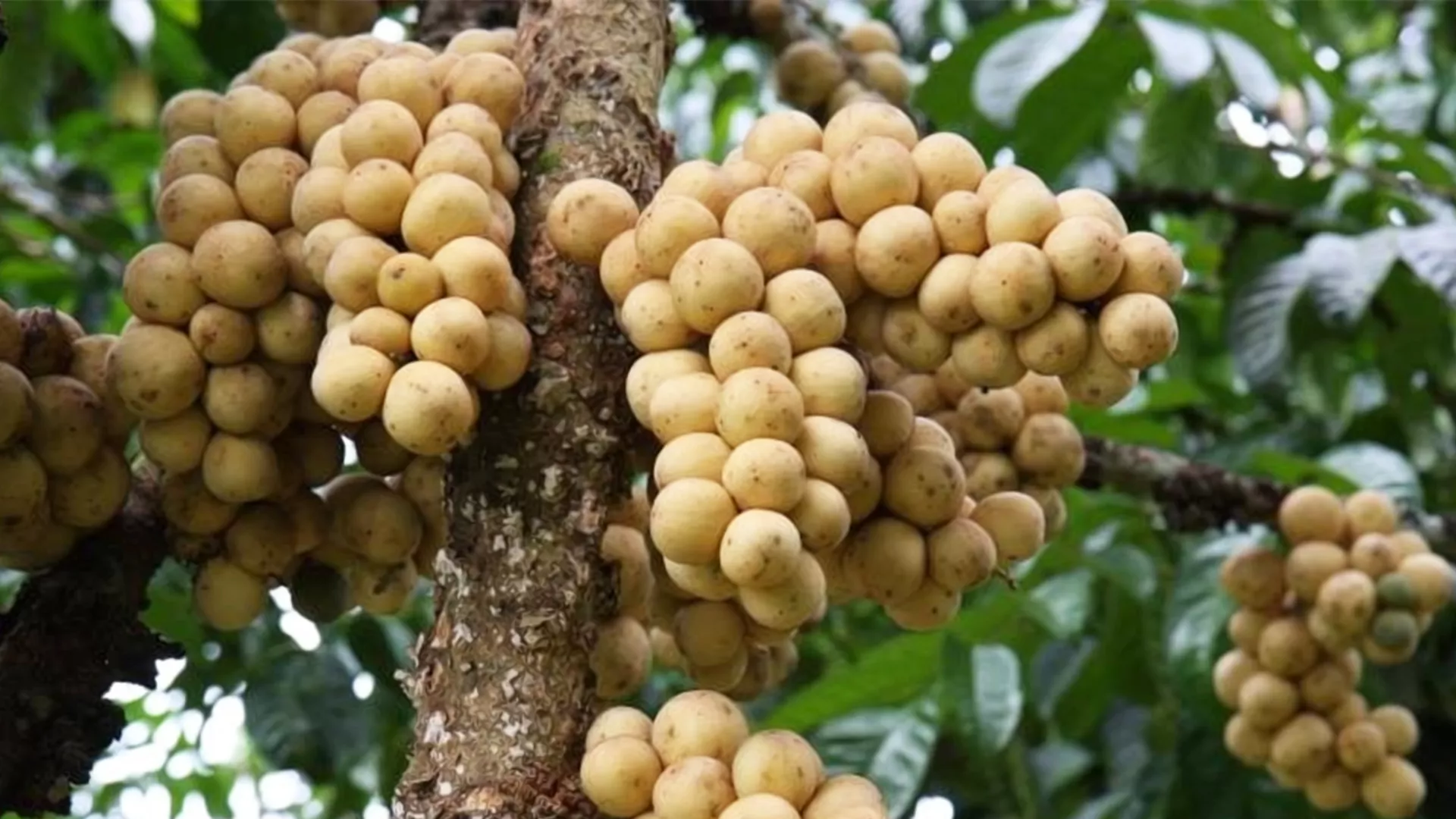 ปุจฉา ผลผลิตต่อไร่ของลองกอง ผลไม้ภาคใต้ ปี 2567/2568 2 ลอง 1.jpgสสส