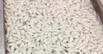 ลูกชิ้นปลา2