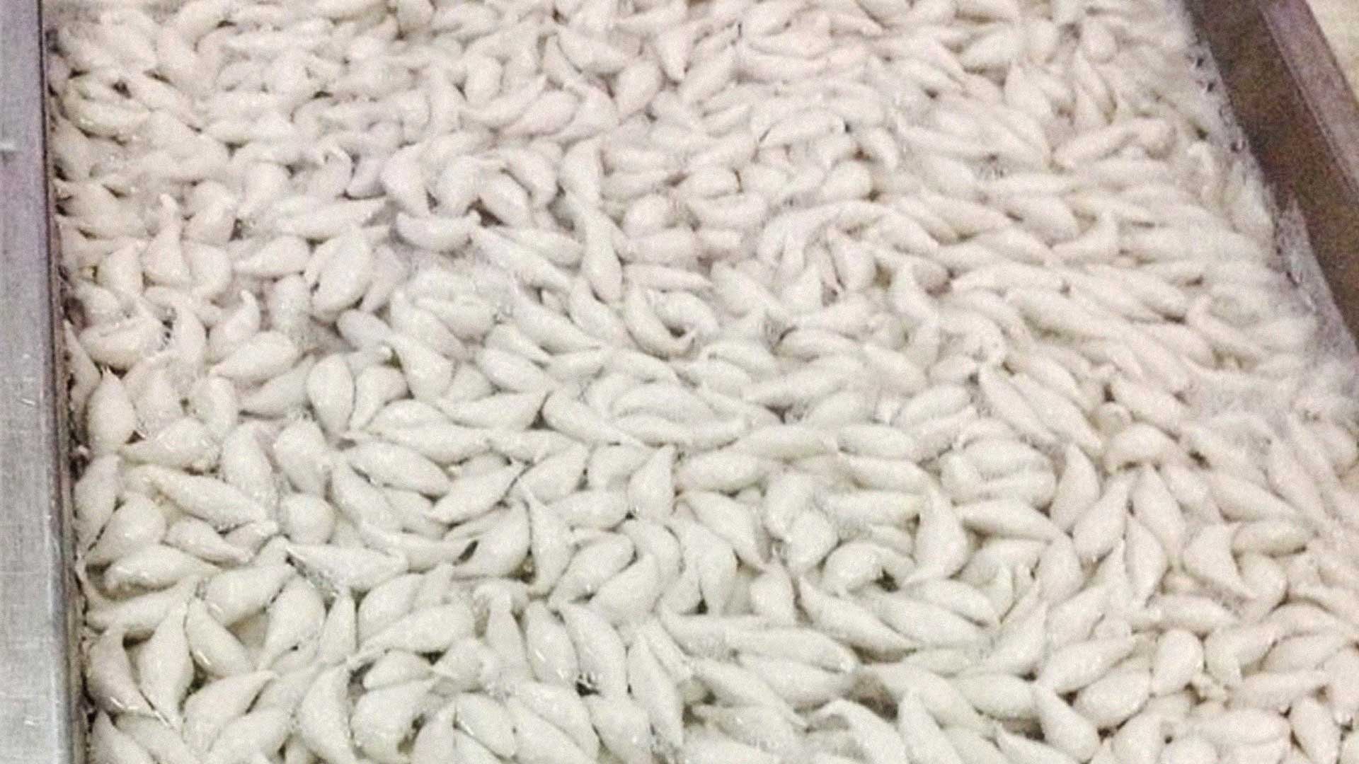 ลูกชิ้นปลา2