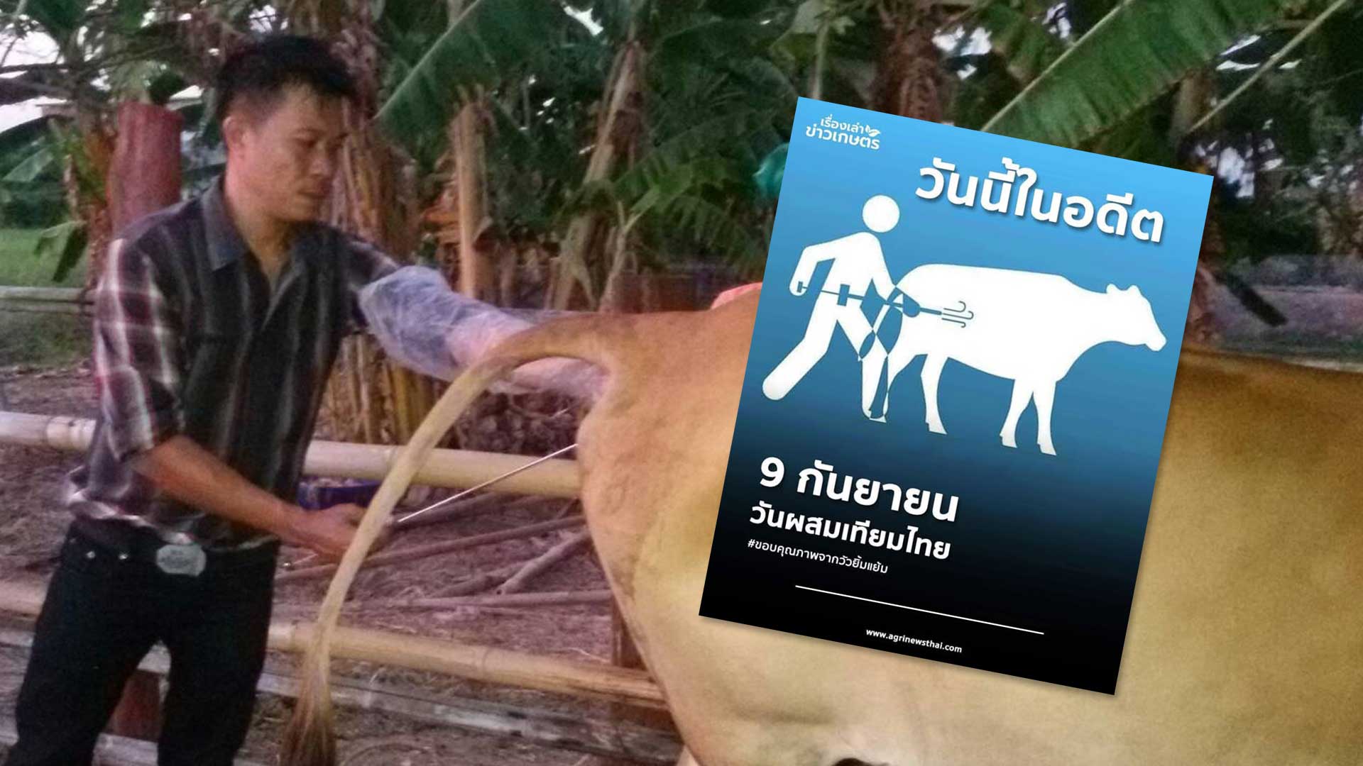 วันนี้ในอดีต 9 กันยายน วันผสมเทียมไทย 1 วันนี้ในอดีต3