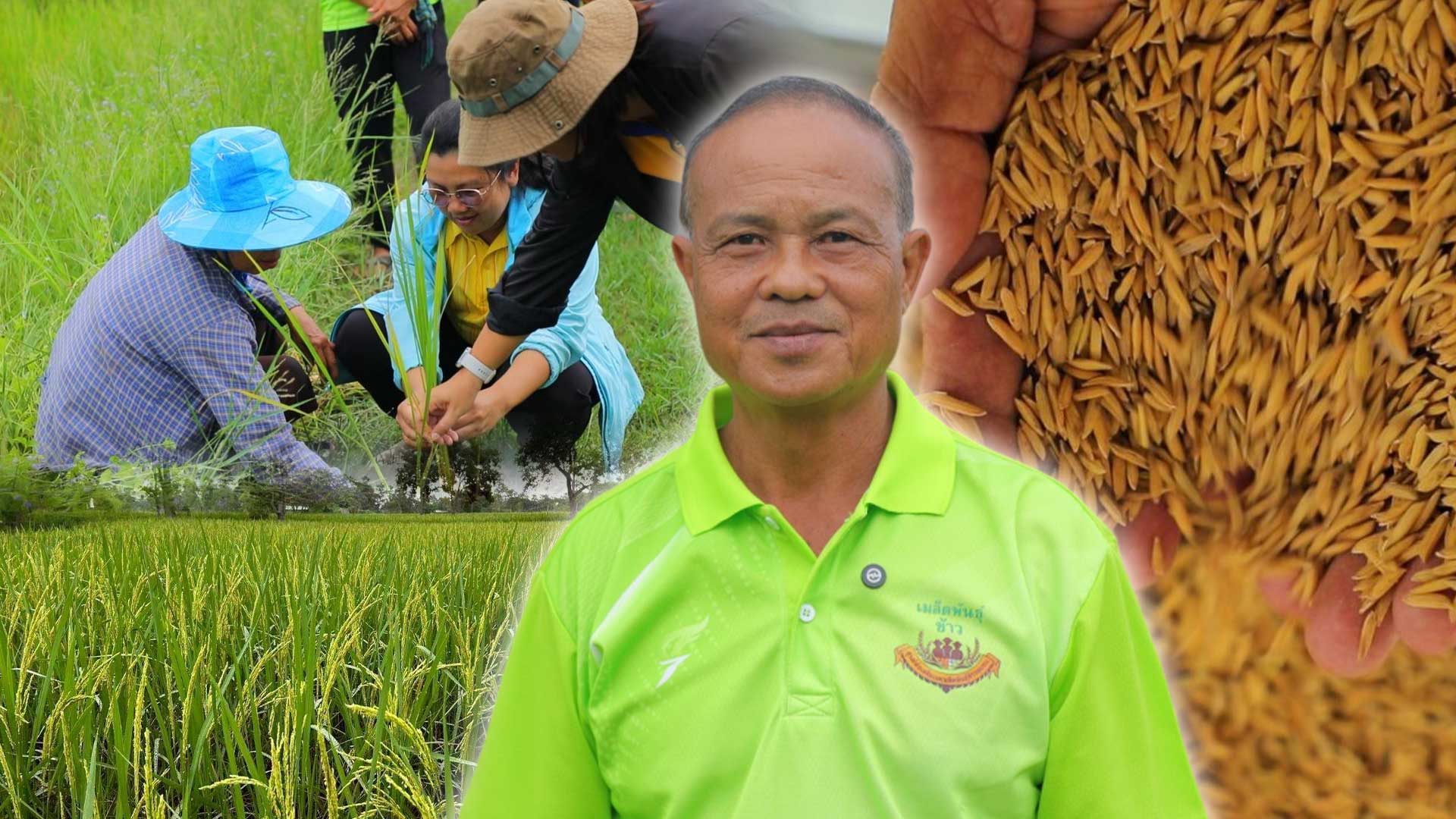 ศูนย์เมล็ดพันธุ์ข้าวอุบลฯ หนุน “ศูนย์ข้าวชุมชนบัวงาม” ผลิตเมล็ดพันธุ์คุณภาพ สร้างรายได้มั่นคงให้เกษตรกร 1 ศูนย์เมล็ดพันธุ์ข้าวอุบลฯ3