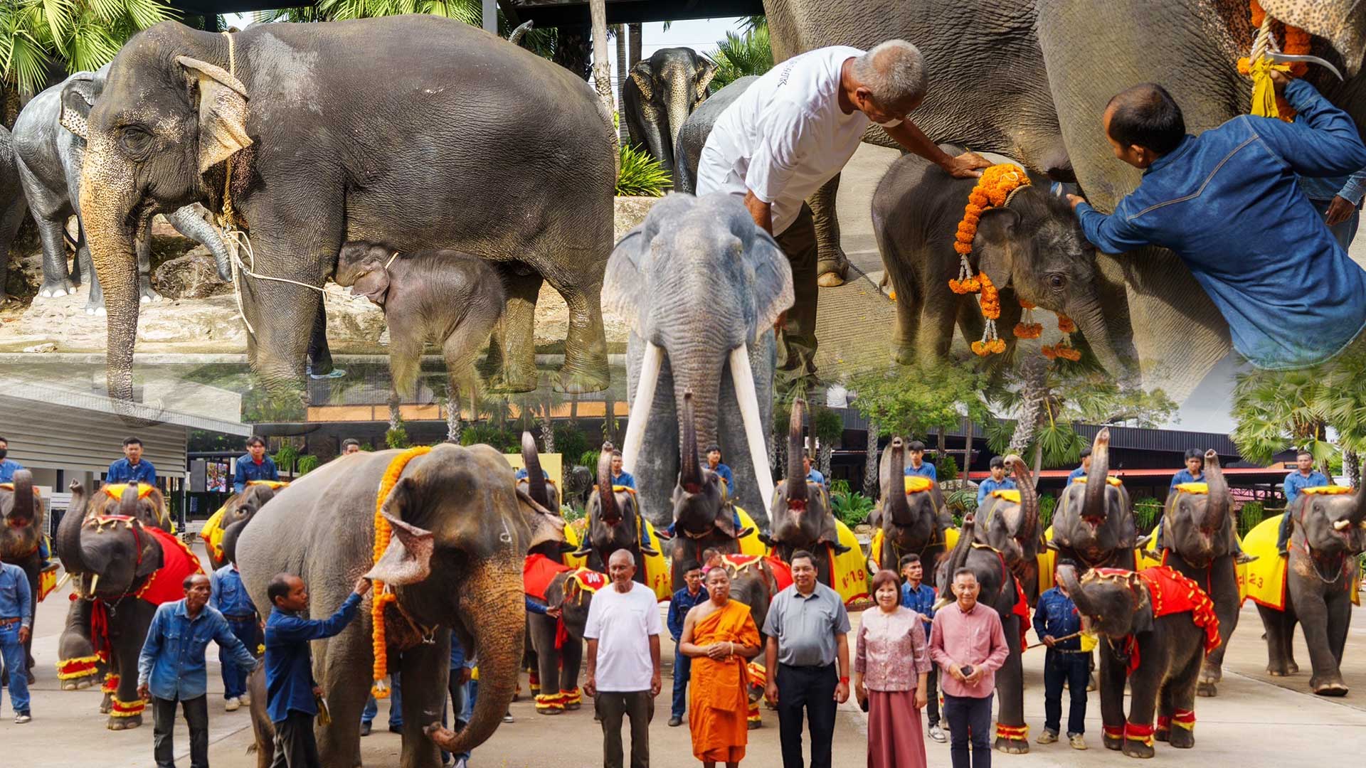 สวนนงนุชพัทยา ดูแล ทำคลอดลูกช้าง “พลายศรีวิชัย” อย่างใกล้ชิด สมาชิกใหม่แห่งปางช้าง หลังแม่ช้างเคยพลาดเหยียบลูกช้างเสียชีวิต พร้อมจัดพิธีรับขวัญอย่างยิ่งใหญ่ 1 สวนนงนุชพัทยา ดูแลทำคลอดลูกช้าง3