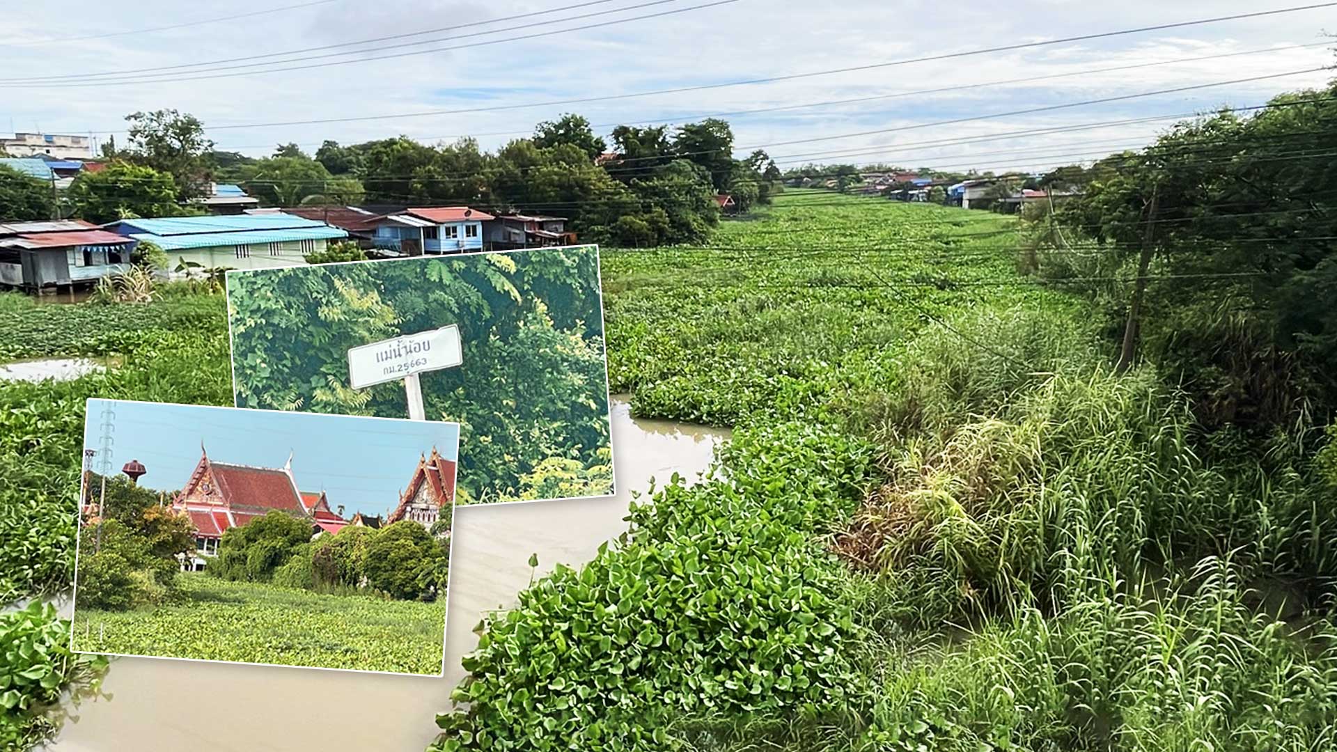 สดลูกหูลูกตา ‘ผักตบชวา’ เต็มแม่น้ำน้อย เขต อ.ผักไห่ จ.อยุธยาฯ 1 สุดลูกหูลูกตา2