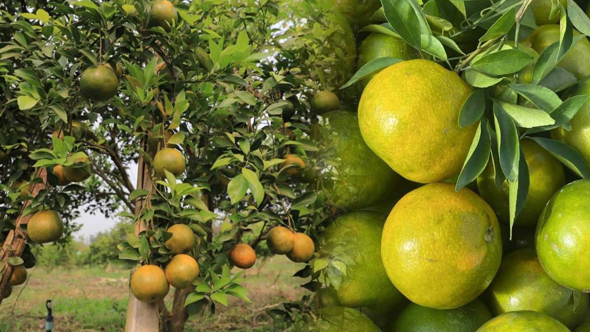 ส้มแม่สินสุโขทัย3