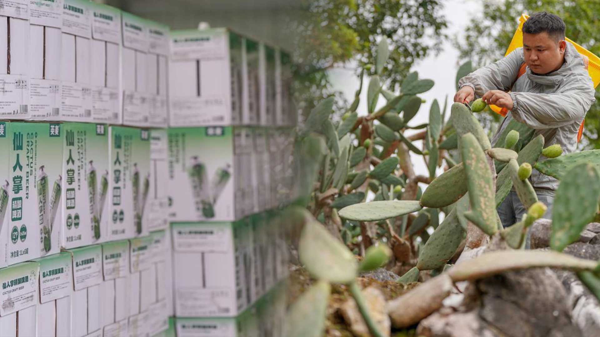 หมู่บ้านในยูนนานปลูก 'กระบองเพชร' พลิกชีวิต สร้างรายได้-ส่งออกต่างประเทศ 1 หมู่บ้านในยูนนาน3