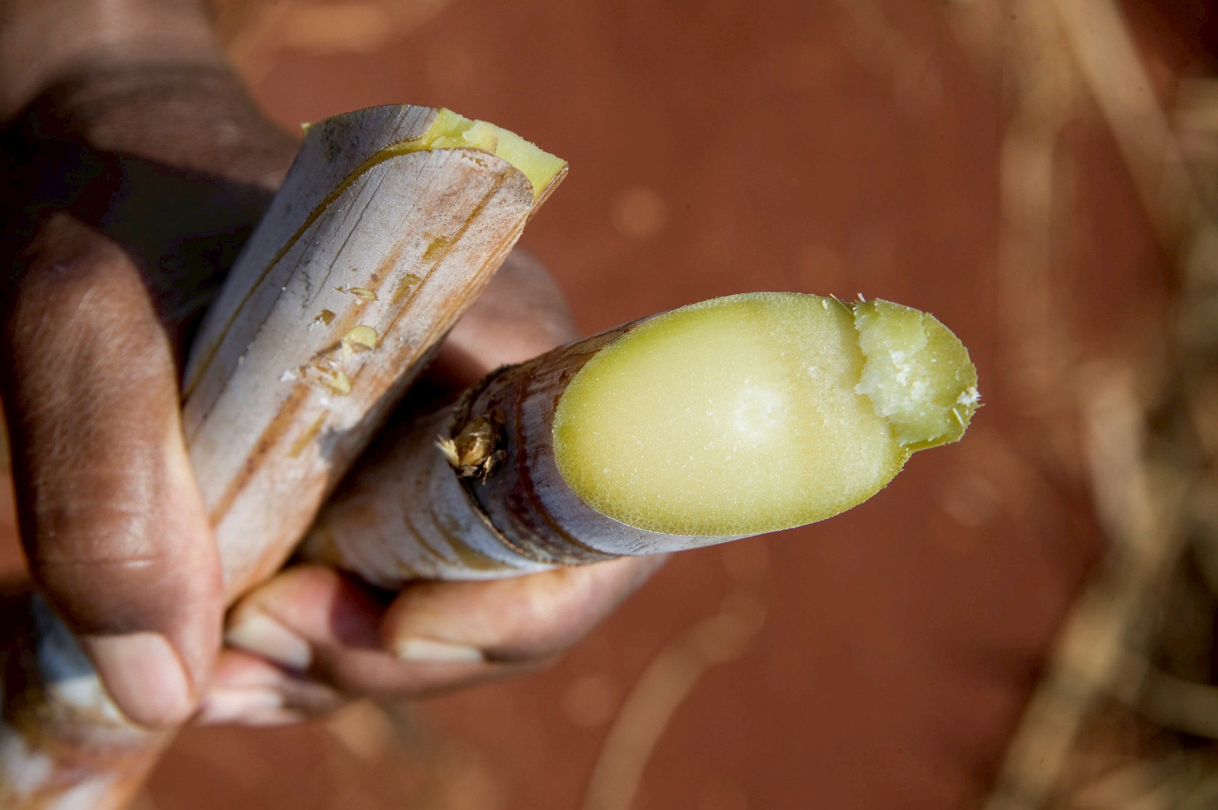 นวัตกรรมชีวภาพซินเจนทา พลังขับเคลื่อนอ้อยไทยสู่เวทีโลก 3 อ้อยดีที่มีคุณภาพ