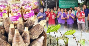 เผือกหอมบ้านหมอ3