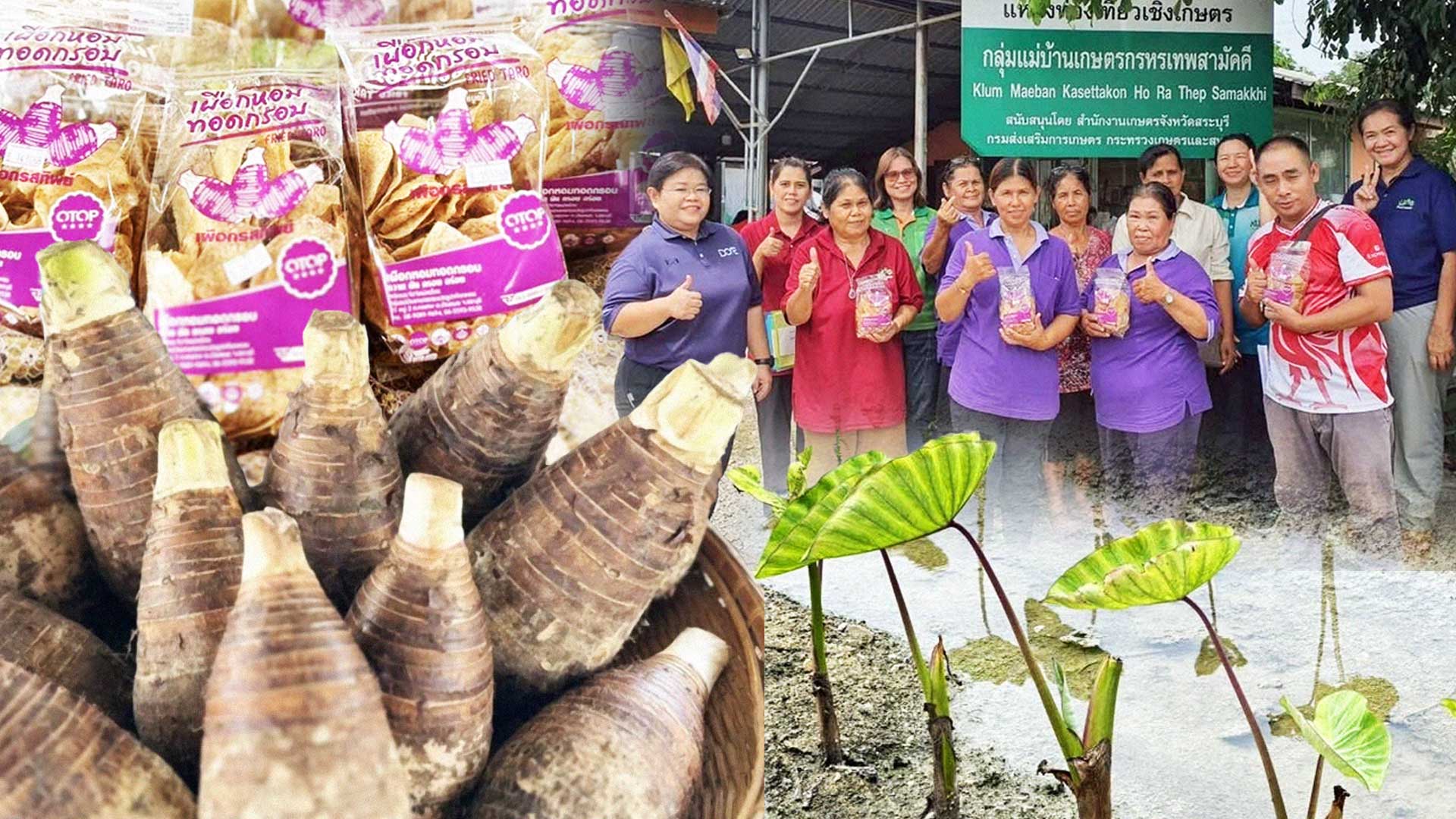 เผือกหอมบ้านหมอ3