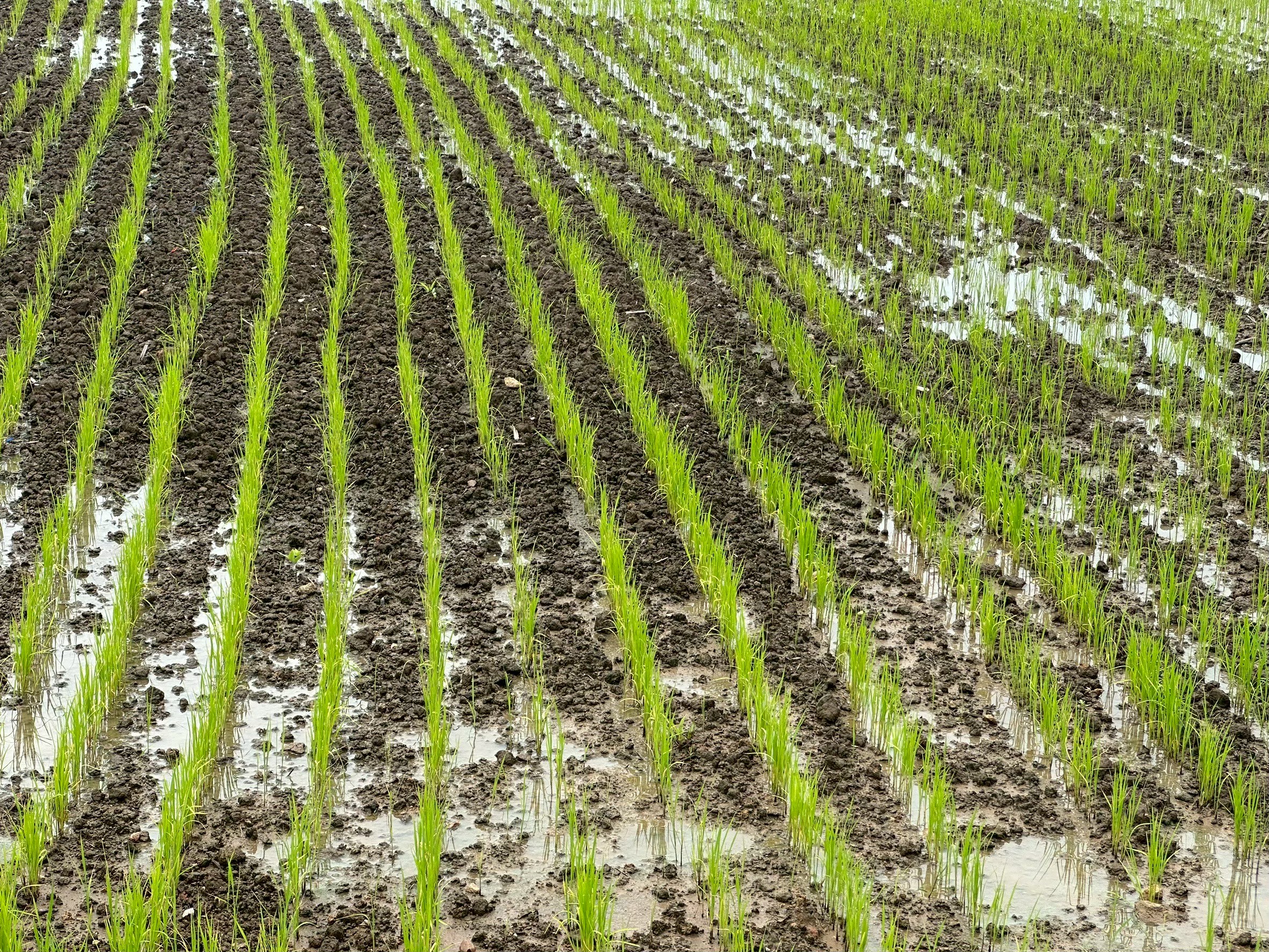 สศก.ชี้โครงการยกระดับมาตรฐานฯ ดันมูลค่าสินค้าเกษตรปลอดภัยเพิ่มขึ้นเกือบ 20% 4 แปลงข้าว