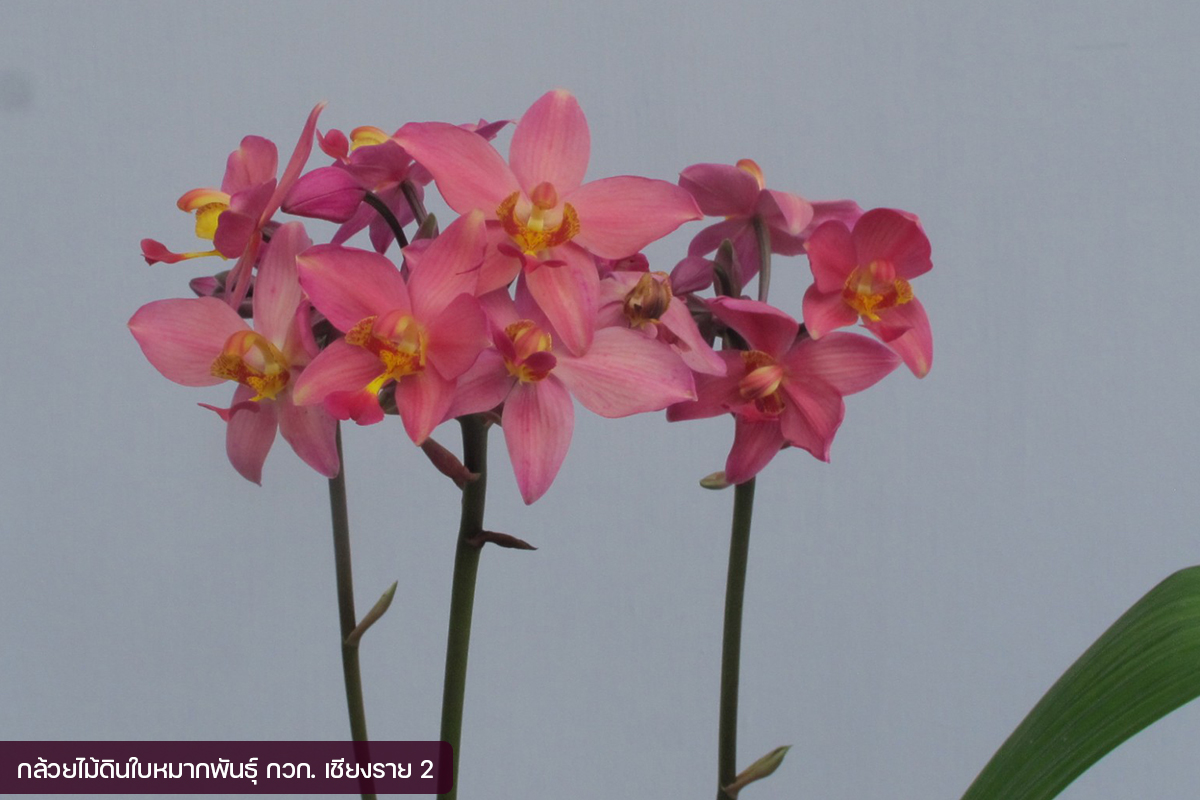 กรมวิชาการเกษตร อวดโฉมกล้วยไม้ดินใบหมาก 2 พันธุ์ใหม่2 สี 2 ขนาด ออกดอกไว จำหน่ายได้เร็วกว่าพันธุ์การค้า 12 010