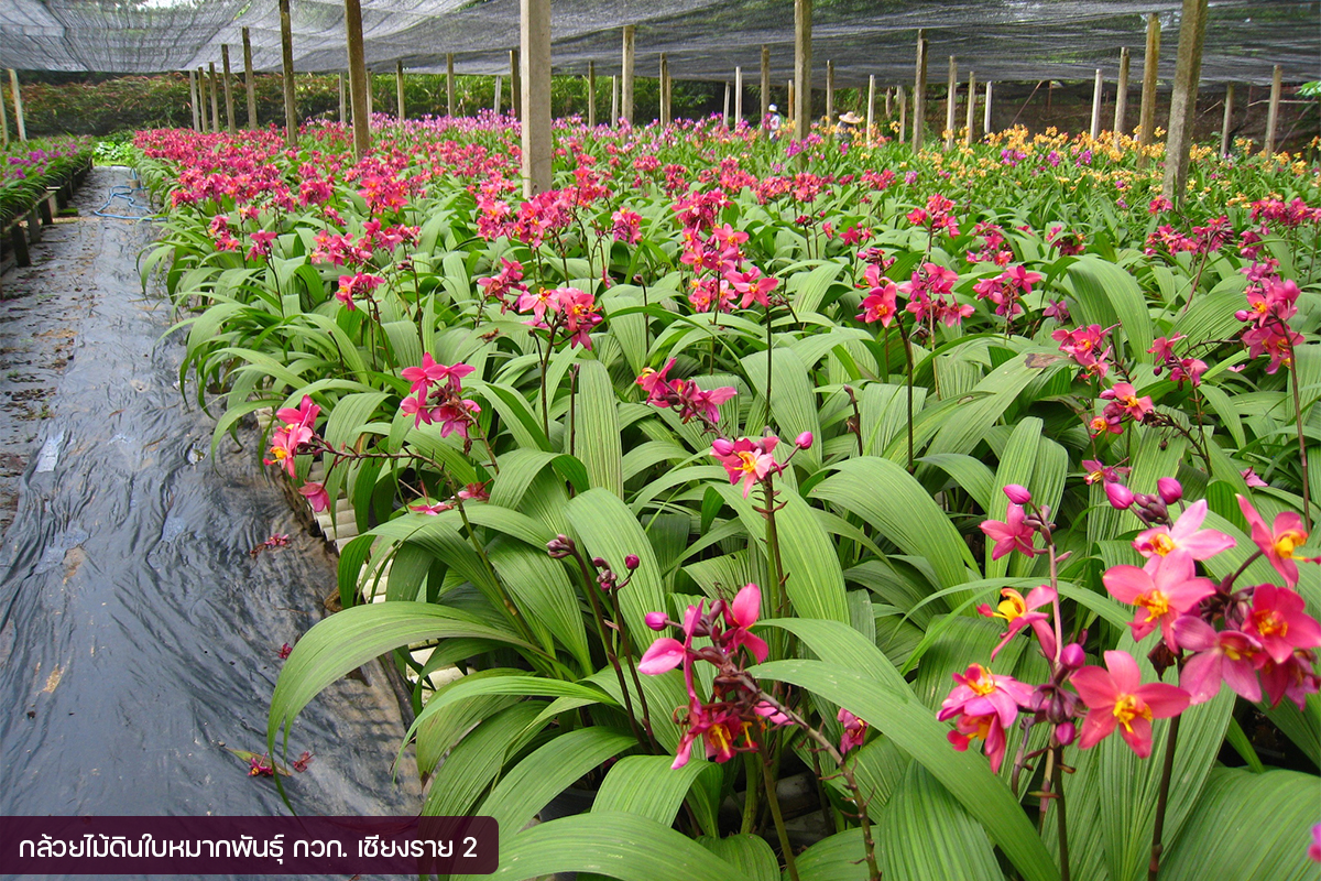 กรมวิชาการเกษตร อวดโฉมกล้วยไม้ดินใบหมาก 2 พันธุ์ใหม่2 สี 2 ขนาด ออกดอกไว จำหน่ายได้เร็วกว่าพันธุ์การค้า 14 011