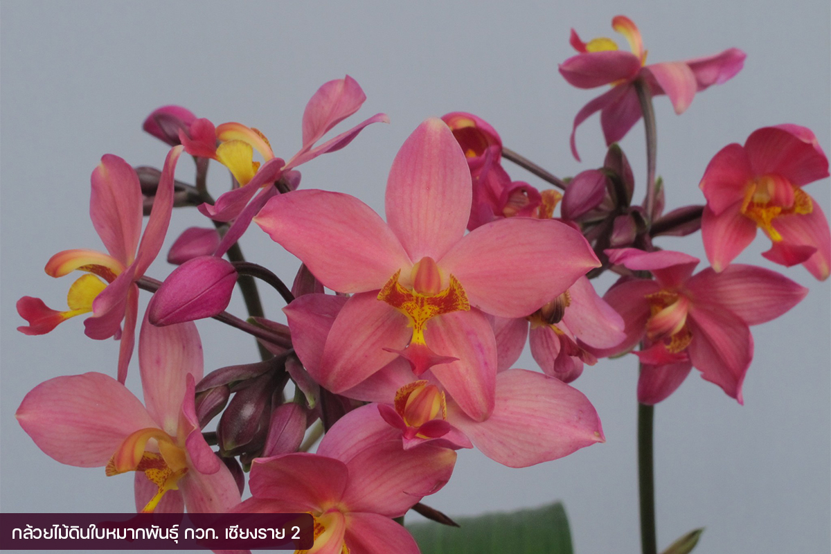 กรมวิชาการเกษตร อวดโฉมกล้วยไม้ดินใบหมาก 2 พันธุ์ใหม่2 สี 2 ขนาด ออกดอกไว จำหน่ายได้เร็วกว่าพันธุ์การค้า 13 012