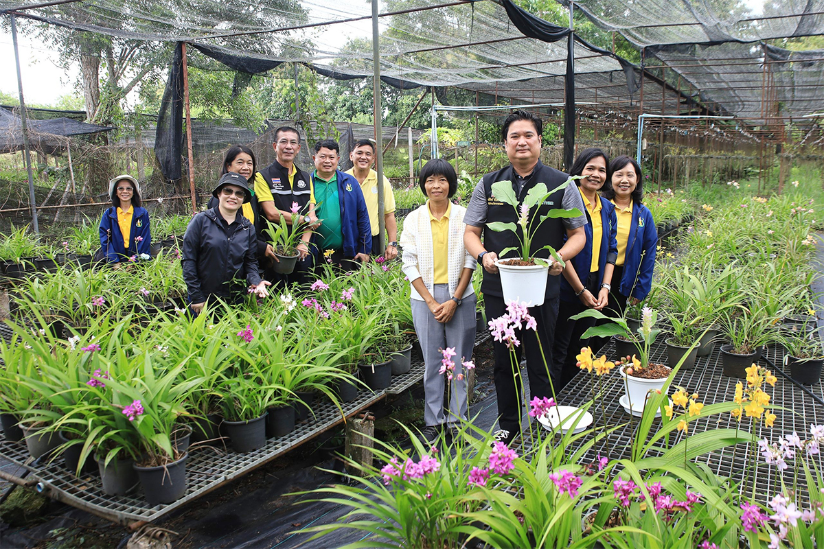 กรมวิชาการเกษตร อวดโฉมกล้วยไม้ดินใบหมาก 2 พันธุ์ใหม่2 สี 2 ขนาด ออกดอกไว จำหน่ายได้เร็วกว่าพันธุ์การค้า 4 014