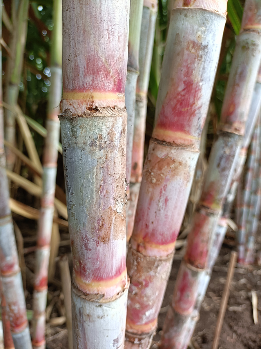 กรมวิชาการเกษตรเปิดตัวอ้อยโรงงานพันธุ์ใหม่ให้ผลผลิตสูง “กวก. นครสวรรค์ 2” 4 02 1