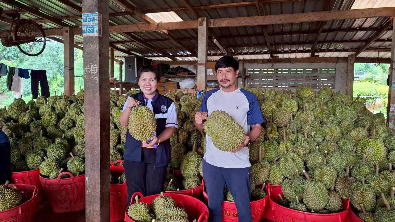 สศท.2 แนะแนวทางพัฒนาสวนทุเรียนคุณภาพ ‘ทุเรียนน้ำแร่พบพระ’ จ.ตาก รองรับการท่องเที่ยวเชิงธรรมชาติ 4 02 2