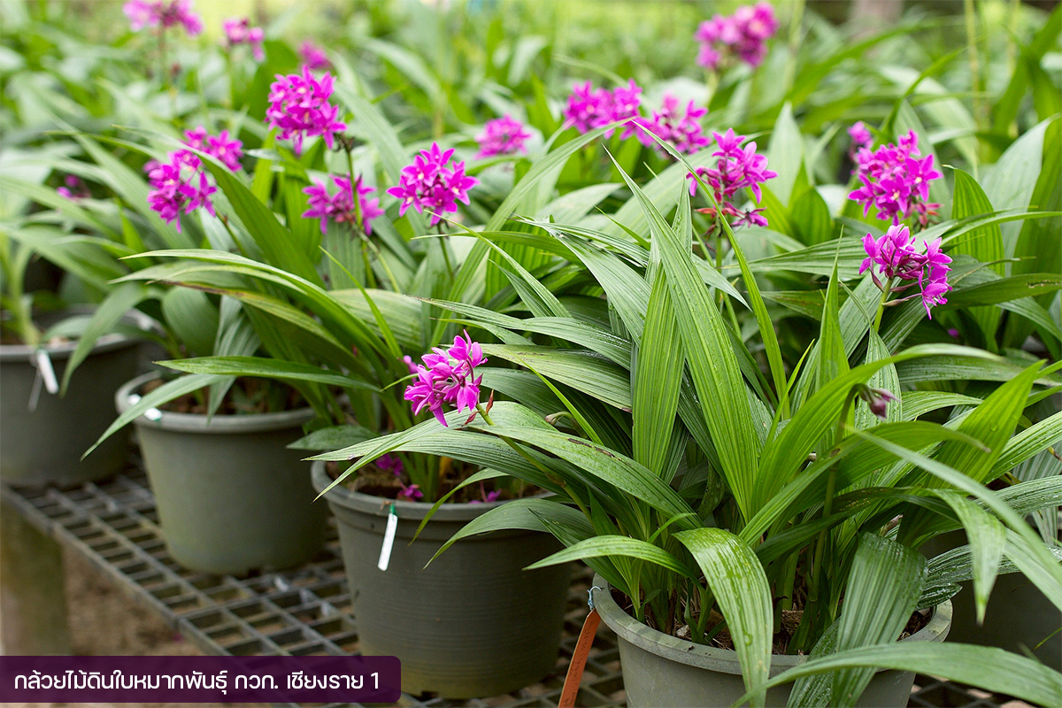 กรมวิชาการเกษตร อวดโฉมกล้วยไม้ดินใบหมาก 2 พันธุ์ใหม่2 สี 2 ขนาด ออกดอกไว จำหน่ายได้เร็วกว่าพันธุ์การค้า 8 02