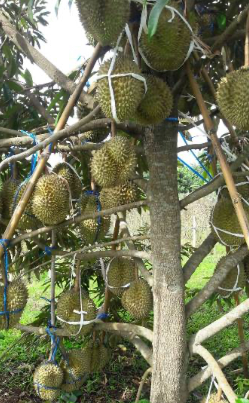 สศท.2 แนะแนวทางพัฒนาสวนทุเรียนคุณภาพ ‘ทุเรียนน้ำแร่พบพระ’ จ.ตาก รองรับการท่องเที่ยวเชิงธรรมชาติ 7 03 1