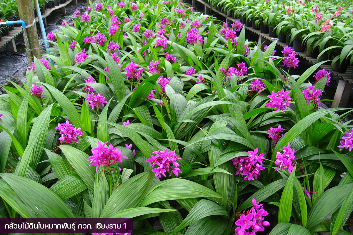 กรมวิชาการเกษตร อวดโฉมกล้วยไม้ดินใบหมาก 2 พันธุ์ใหม่2 สี 2 ขนาด ออกดอกไว จำหน่ายได้เร็วกว่าพันธุ์การค้า 10 03