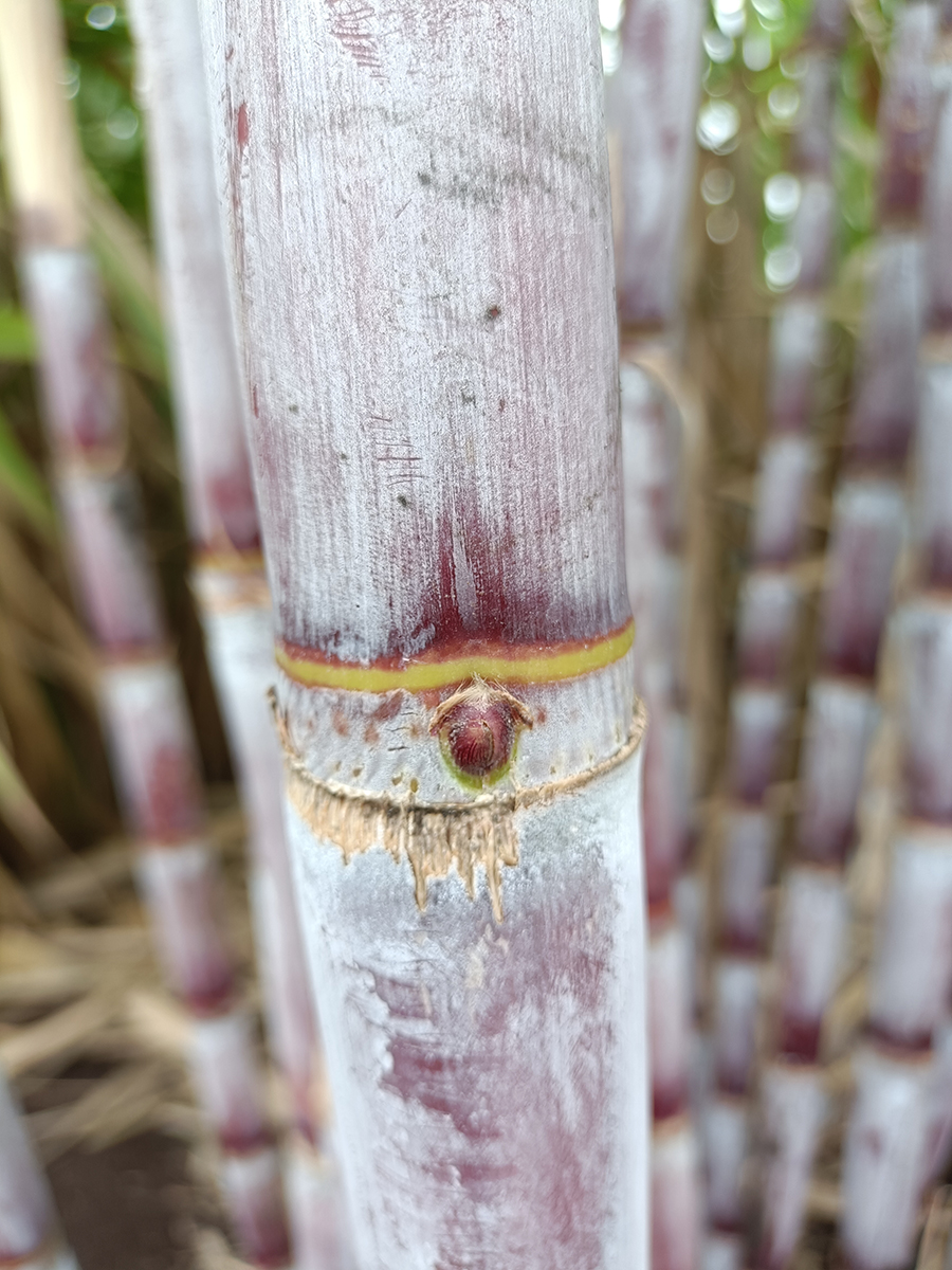 กรมวิชาการเกษตรเปิดตัวอ้อยโรงงานพันธุ์ใหม่ให้ผลผลิตสูง “กวก. นครสวรรค์ 2” 6 04 1