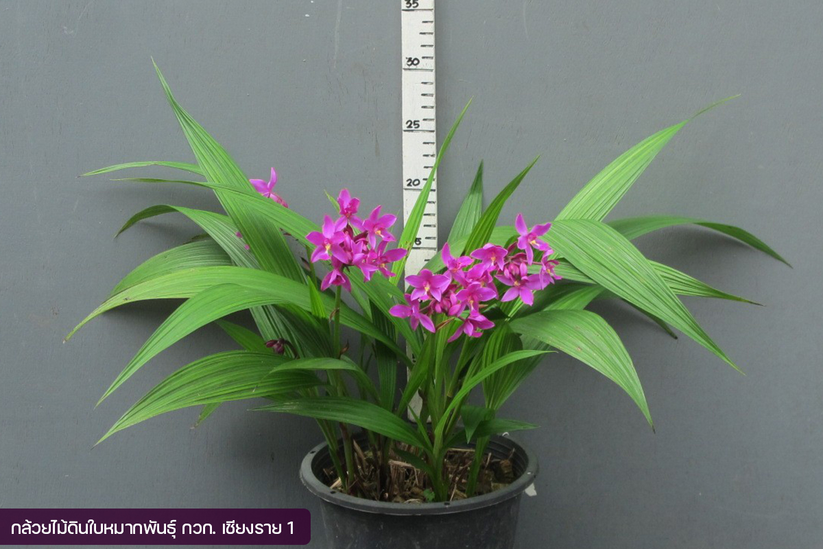 กรมวิชาการเกษตร อวดโฉมกล้วยไม้ดินใบหมาก 2 พันธุ์ใหม่2 สี 2 ขนาด ออกดอกไว จำหน่ายได้เร็วกว่าพันธุ์การค้า 7 04