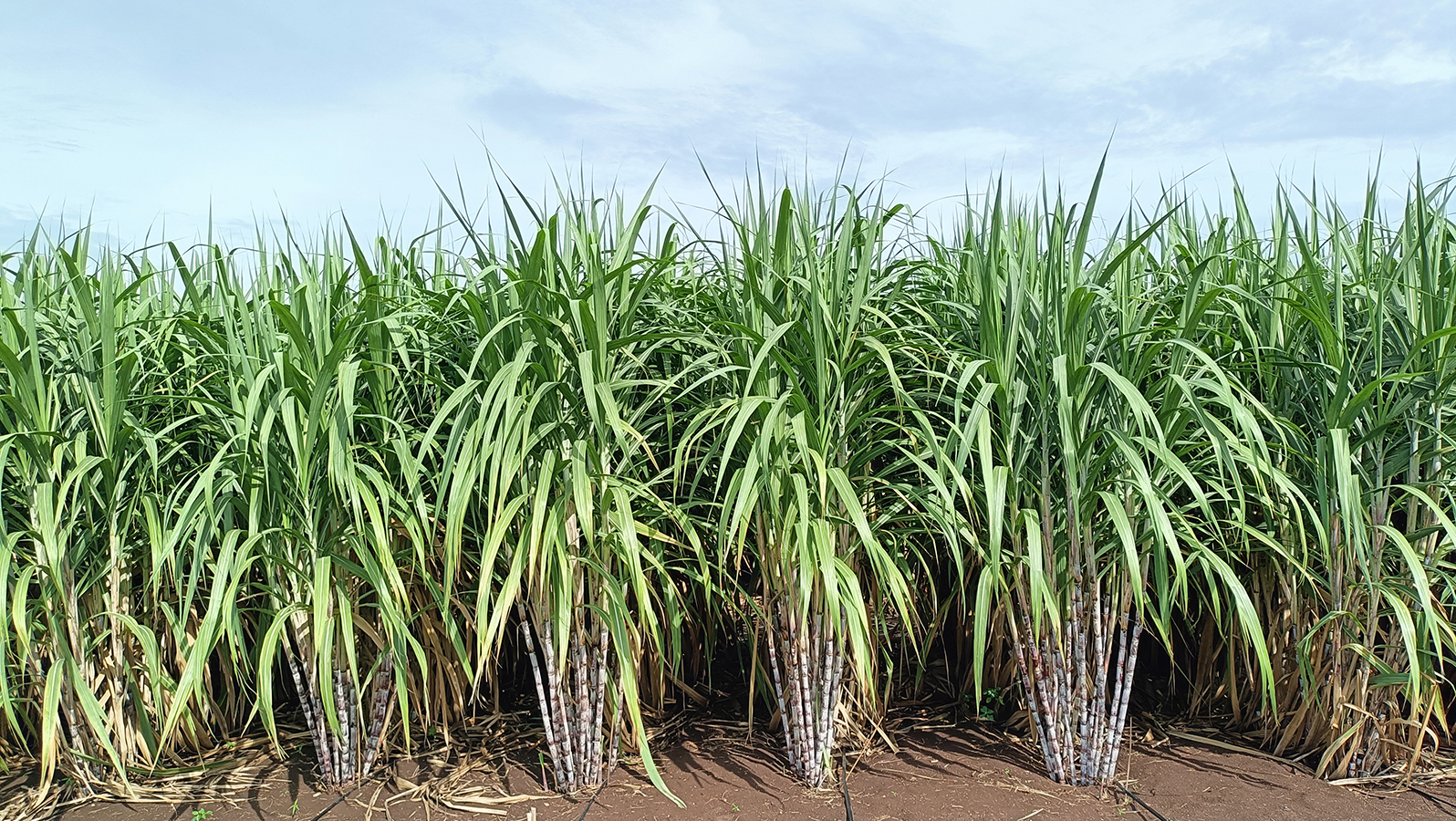 กรมวิชาการเกษตรเปิดตัวอ้อยโรงงานพันธุ์ใหม่ให้ผลผลิตสูง “กวก. นครสวรรค์ 2” 5 05 1