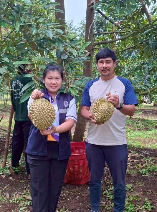 สศท.2 แนะแนวทางพัฒนาสวนทุเรียนคุณภาพ ‘ทุเรียนน้ำแร่พบพระ’ จ.ตาก รองรับการท่องเที่ยวเชิงธรรมชาติ 3 05 3