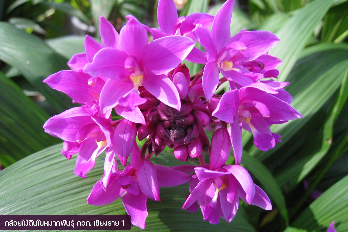 กรมวิชาการเกษตร อวดโฉมกล้วยไม้ดินใบหมาก 2 พันธุ์ใหม่2 สี 2 ขนาด ออกดอกไว จำหน่ายได้เร็วกว่าพันธุ์การค้า 9 05