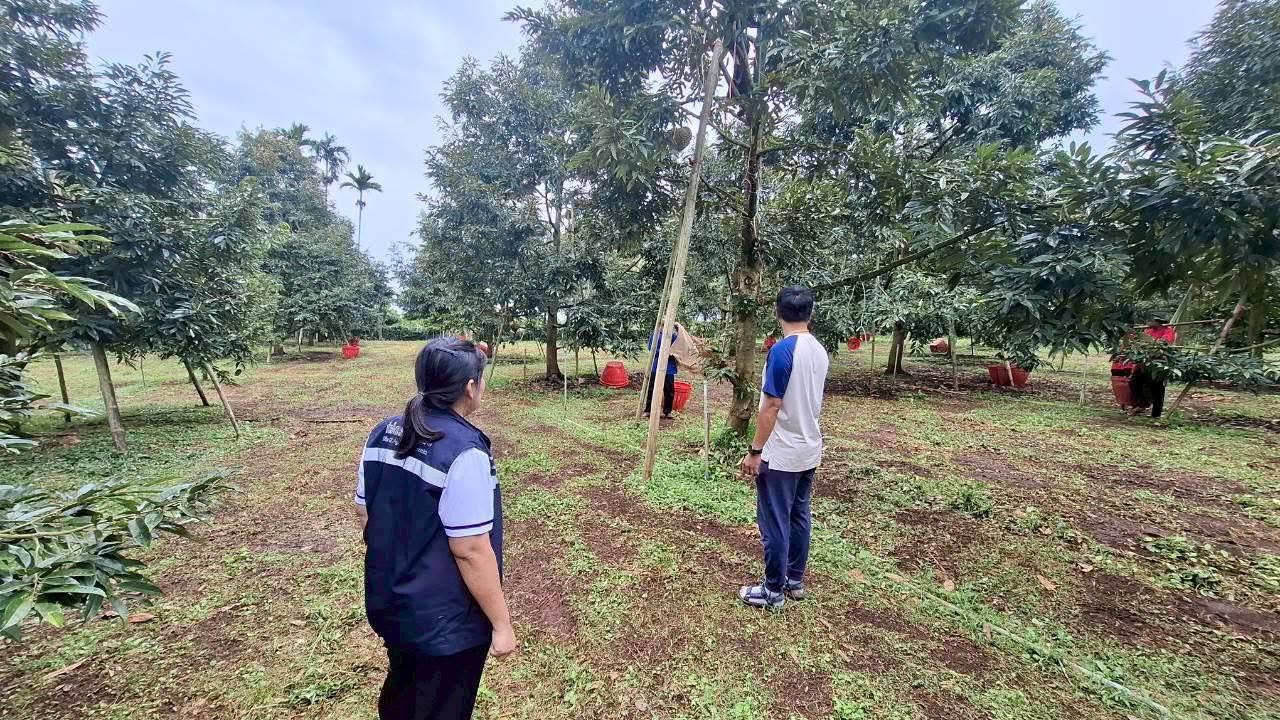 สศท.2 แนะแนวทางพัฒนาสวนทุเรียนคุณภาพ ‘ทุเรียนน้ำแร่พบพระ’ จ.ตาก รองรับการท่องเที่ยวเชิงธรรมชาติ 5 06 1