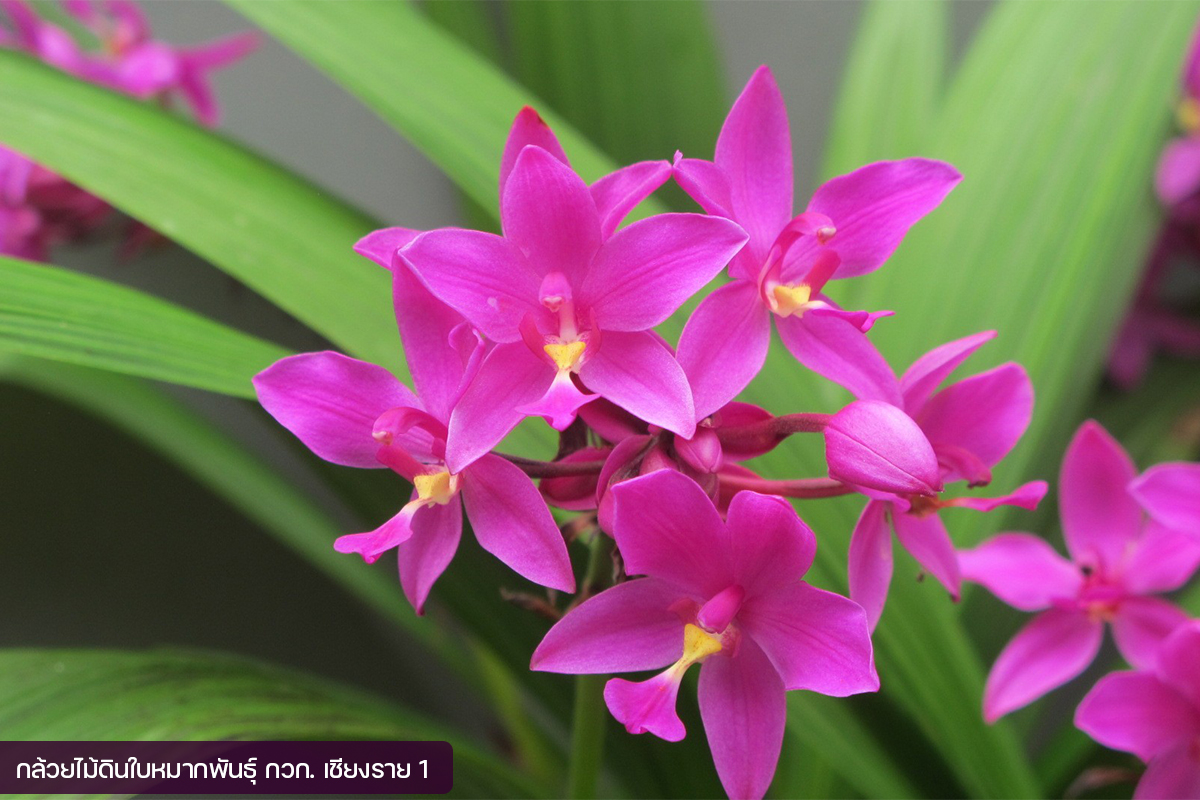 กรมวิชาการเกษตร อวดโฉมกล้วยไม้ดินใบหมาก 2 พันธุ์ใหม่2 สี 2 ขนาด ออกดอกไว จำหน่ายได้เร็วกว่าพันธุ์การค้า 6 06