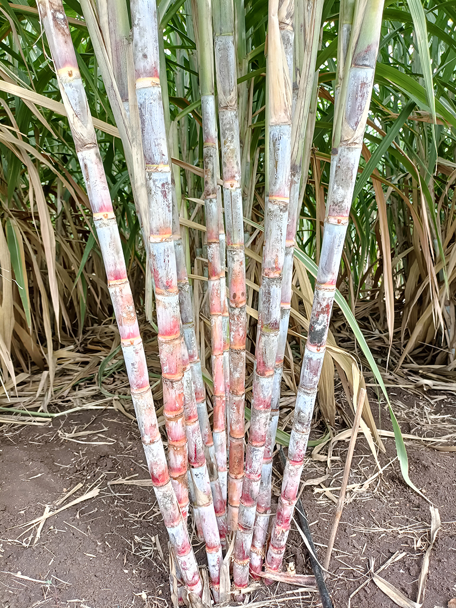 กรมวิชาการเกษตรเปิดตัวอ้อยโรงงานพันธุ์ใหม่ให้ผลผลิตสูง “กวก. นครสวรรค์ 2” 8 07 1