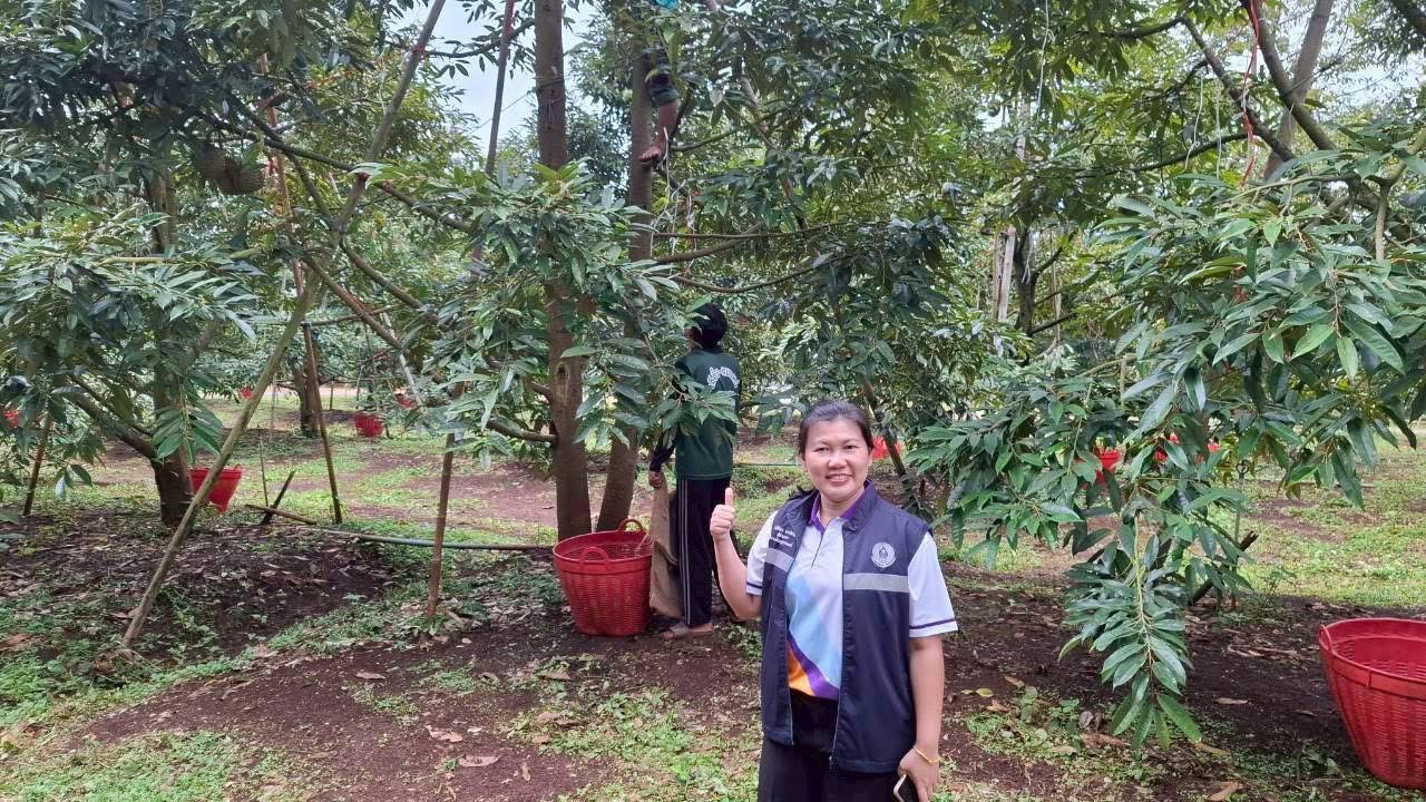 สศท.2 แนะแนวทางพัฒนาสวนทุเรียนคุณภาพ ‘ทุเรียนน้ำแร่พบพระ’ จ.ตาก รองรับการท่องเที่ยวเชิงธรรมชาติ 6 07 2