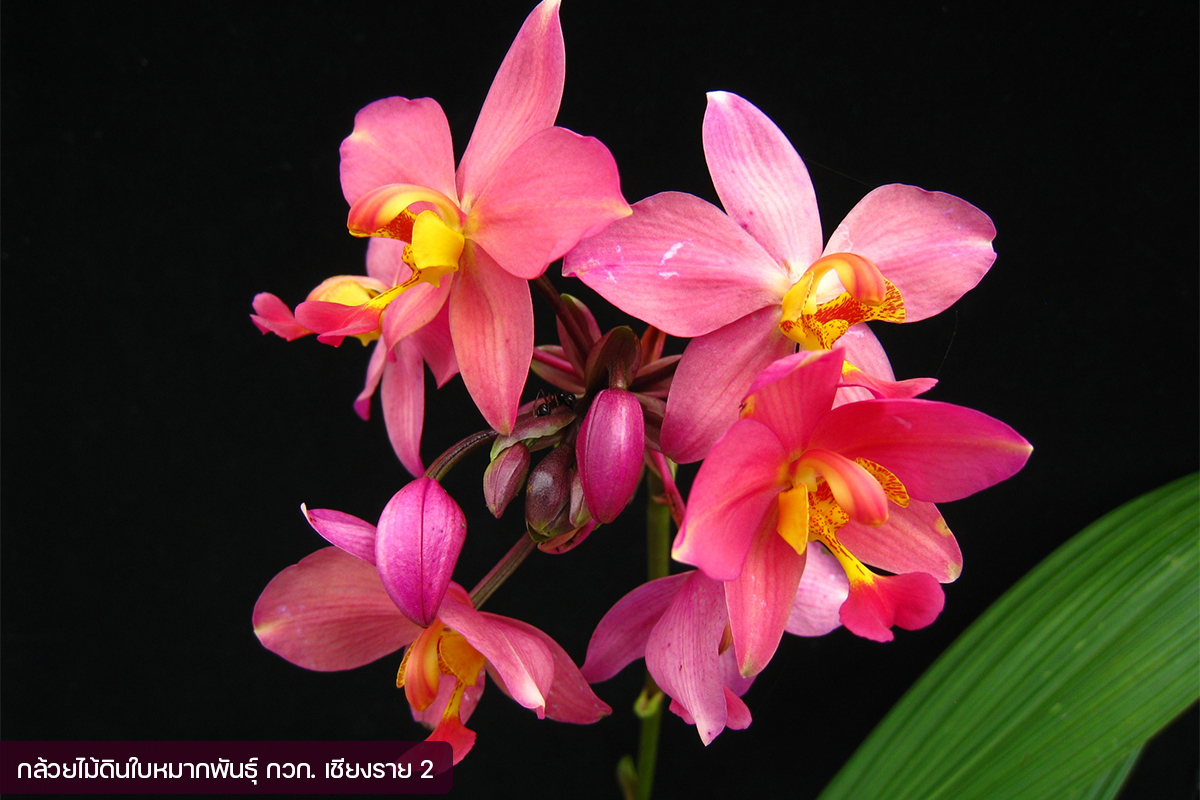 กรมวิชาการเกษตร อวดโฉมกล้วยไม้ดินใบหมาก 2 พันธุ์ใหม่2 สี 2 ขนาด ออกดอกไว จำหน่ายได้เร็วกว่าพันธุ์การค้า 11 07