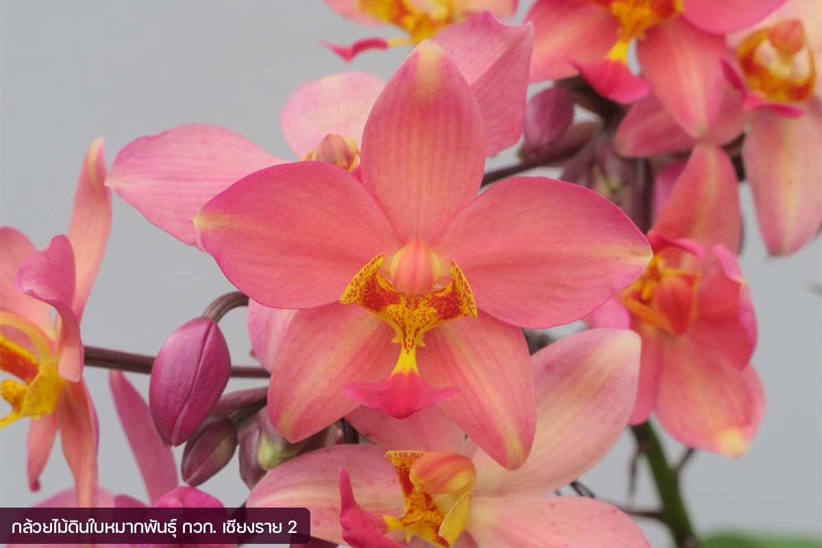 กรมวิชาการเกษตร อวดโฉมกล้วยไม้ดินใบหมาก 2 พันธุ์ใหม่2 สี 2 ขนาด ออกดอกไว จำหน่ายได้เร็วกว่าพันธุ์การค้า 15 08