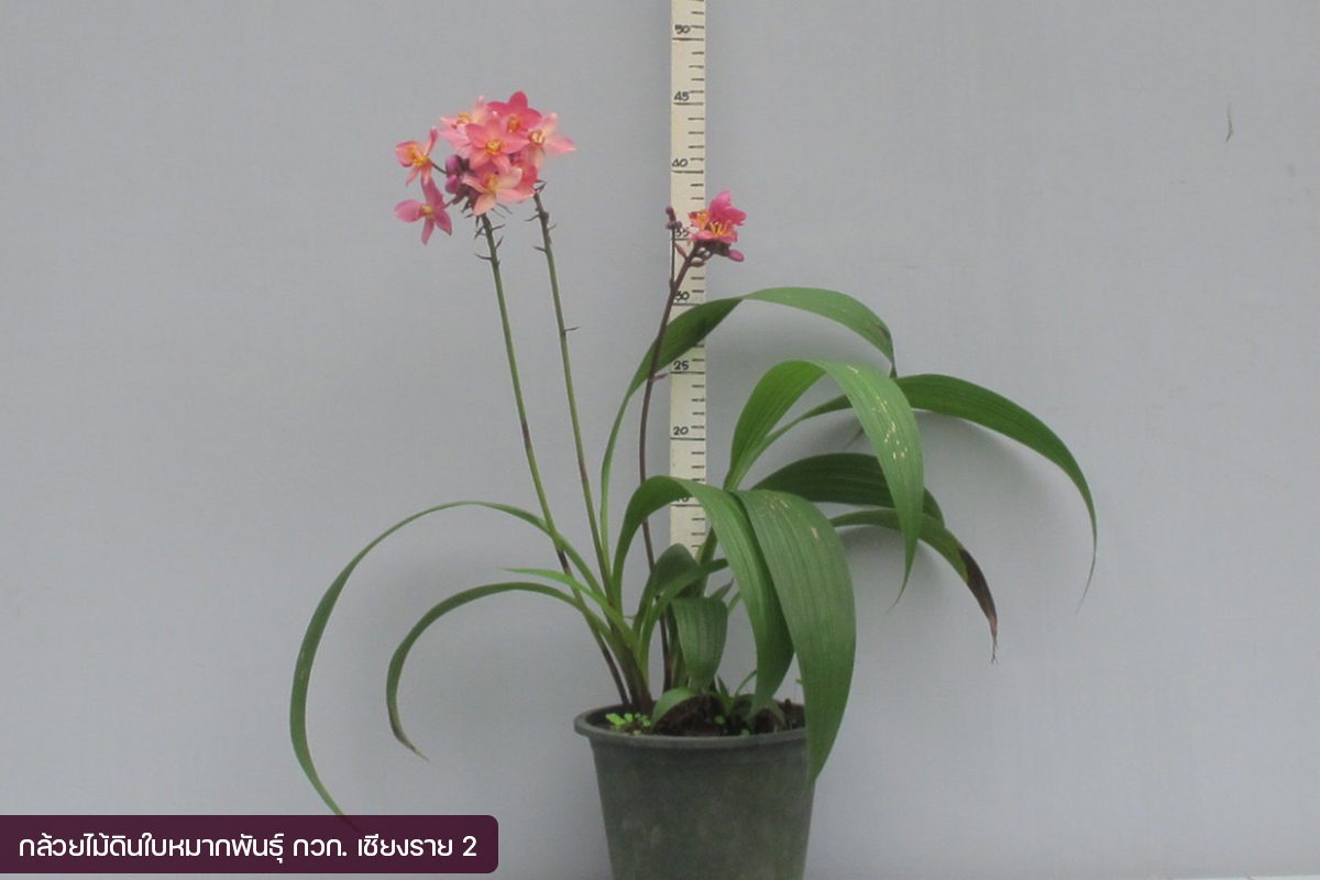 กรมวิชาการเกษตร อวดโฉมกล้วยไม้ดินใบหมาก 2 พันธุ์ใหม่2 สี 2 ขนาด ออกดอกไว จำหน่ายได้เร็วกว่าพันธุ์การค้า 16 09