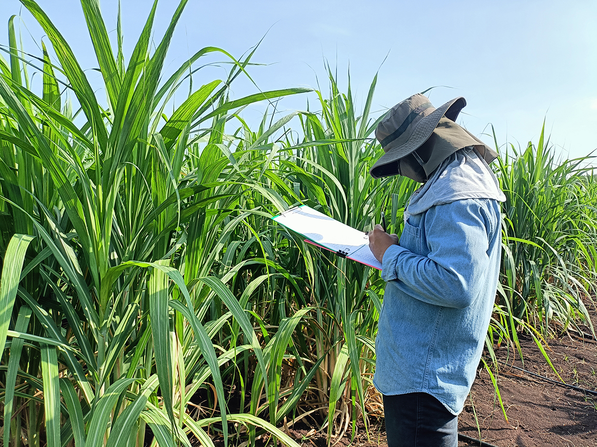 กรมวิชาการเกษตรเปิดตัวอ้อยโรงงานพันธุ์ใหม่ให้ผลผลิตสูง “กวก. นครสวรรค์ 2” 3 10