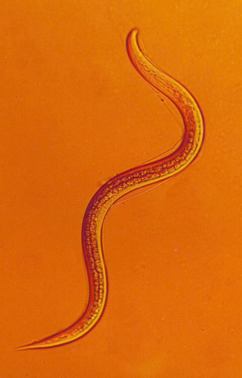 ไส้เดือนฝอย…นักล่าตัวจิ๋วจากธรรมชาติ ตัวช่วยกำจัดหนอนในไร่แบบปลอดภัย 2 1002829