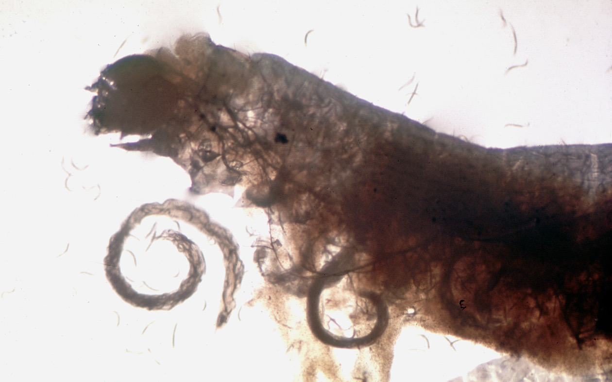 ไส้เดือนฝอย…นักล่าตัวจิ๋วจากธรรมชาติ ตัวช่วยกำจัดหนอนในไร่แบบปลอดภัย 3 1002830