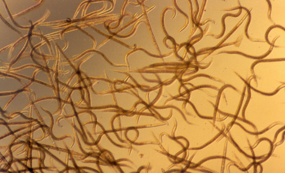 ไส้เดือนฝอย…นักล่าตัวจิ๋วจากธรรมชาติ ตัวช่วยกำจัดหนอนในไร่แบบปลอดภัย 5 1002831