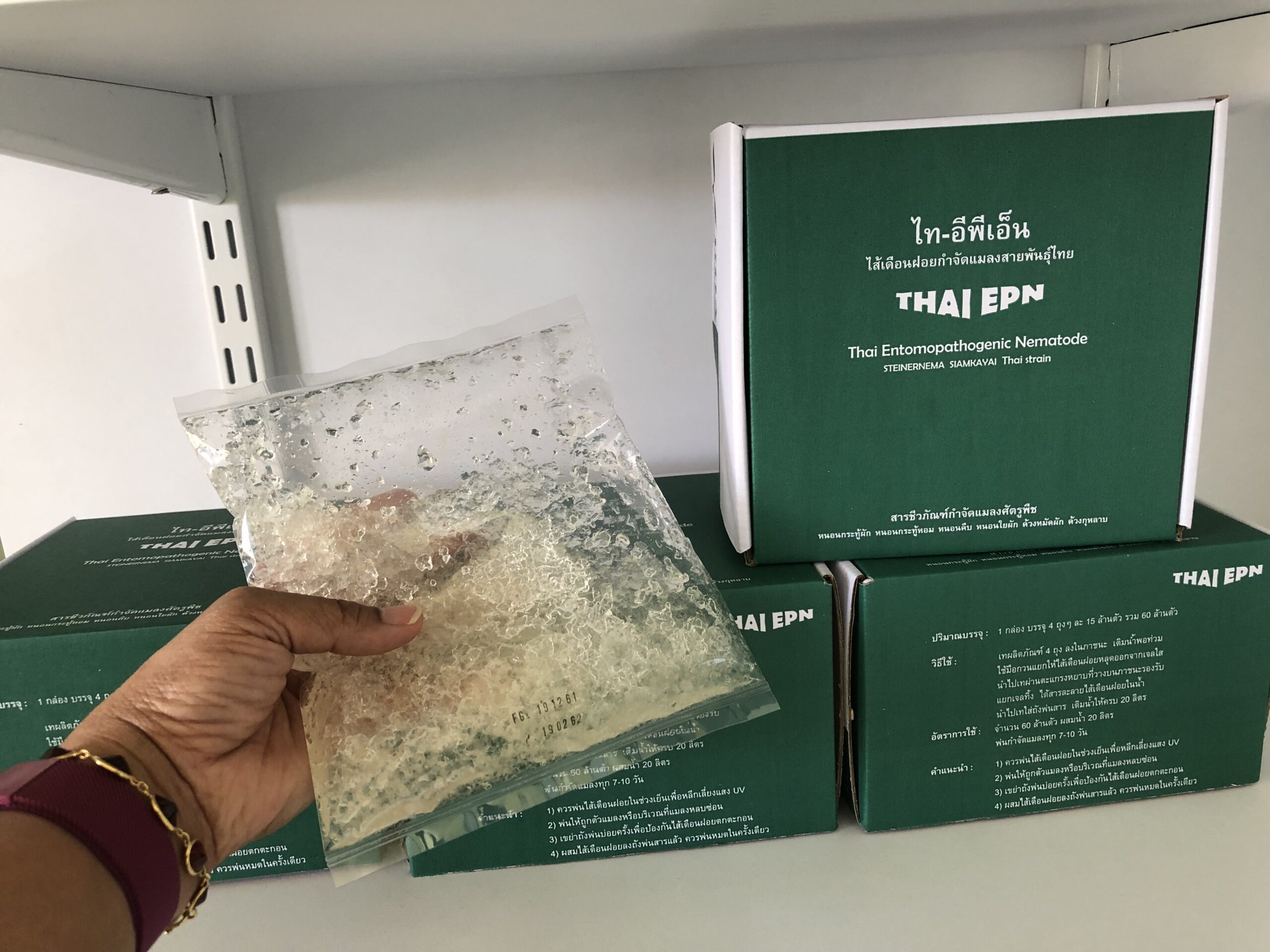 ไส้เดือนฝอย…นักล่าตัวจิ๋วจากธรรมชาติ ตัวช่วยกำจัดหนอนในไร่แบบปลอดภัย 7 1002832 scaled