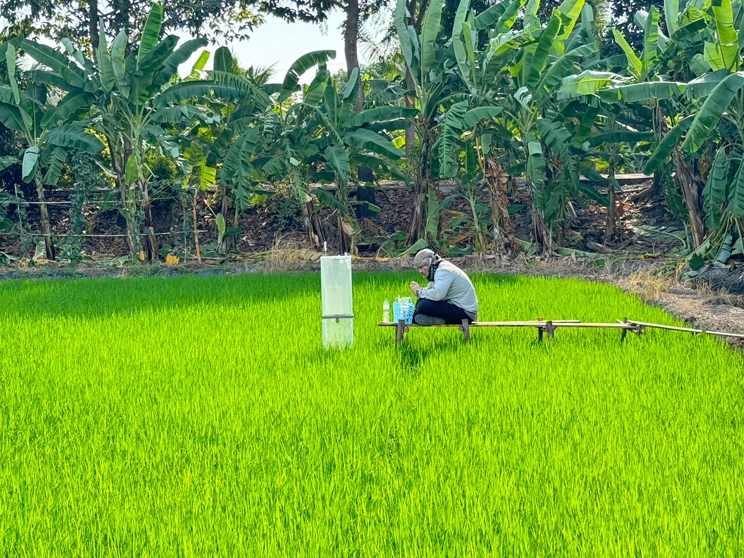 กรมวิชาการเกษตร กรมการข้าว องค์การบริหารจัดการก๊าซเรือนกระจก ผนึกกำลังลดก๊าซเรือนกระจกในนาข้าว เดินหน้าขับเคลื่อนเกษตรไทยสู่ Net Zero 7 1007154