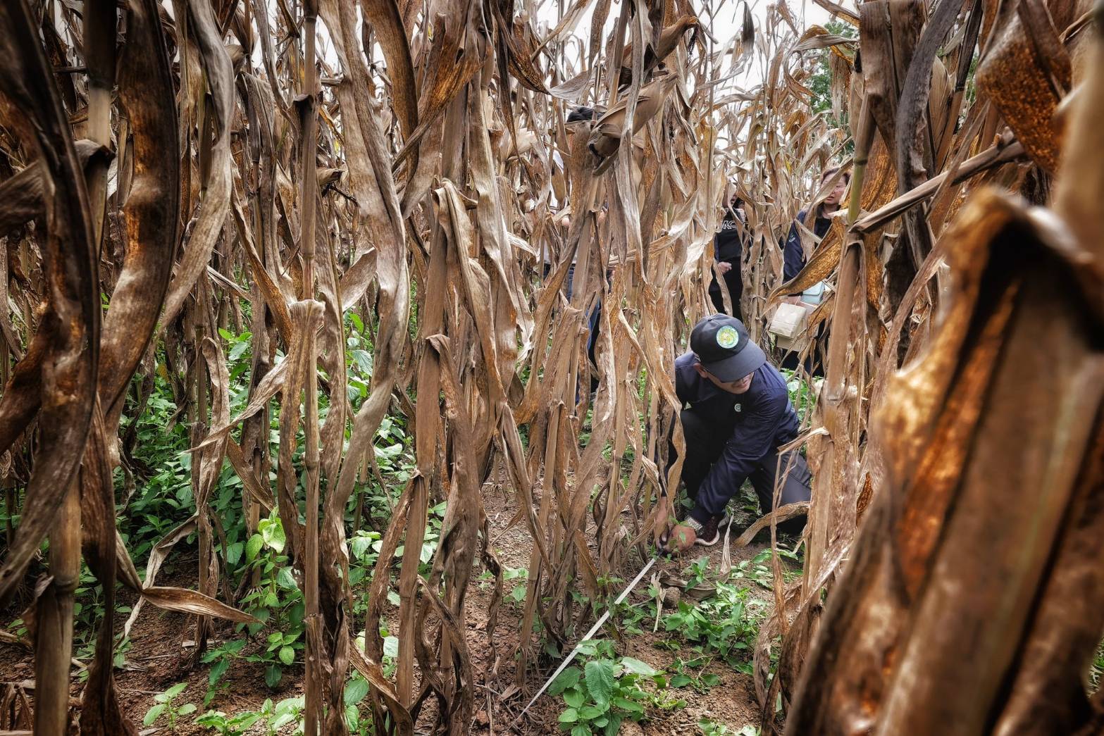 ทุกภาคส่วนร่วมสังเกตการณ์Crop Cutting เพชรบูรณ์สศก. ยันหลักข้อมูลสถิติการเกษตร ตรวจสอบได้ สะท้อนความจริงในพื้นที่ 8 1620306