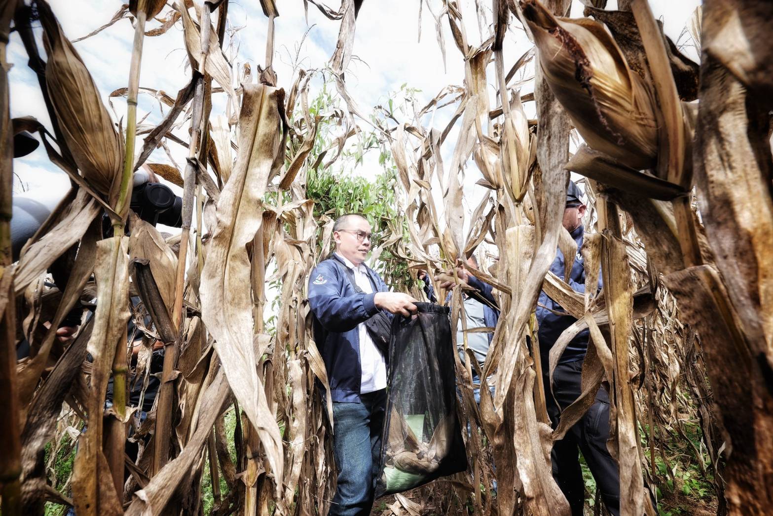 ทุกภาคส่วนร่วมสังเกตการณ์Crop Cutting เพชรบูรณ์สศก. ยันหลักข้อมูลสถิติการเกษตร ตรวจสอบได้ สะท้อนความจริงในพื้นที่ 7 1620308