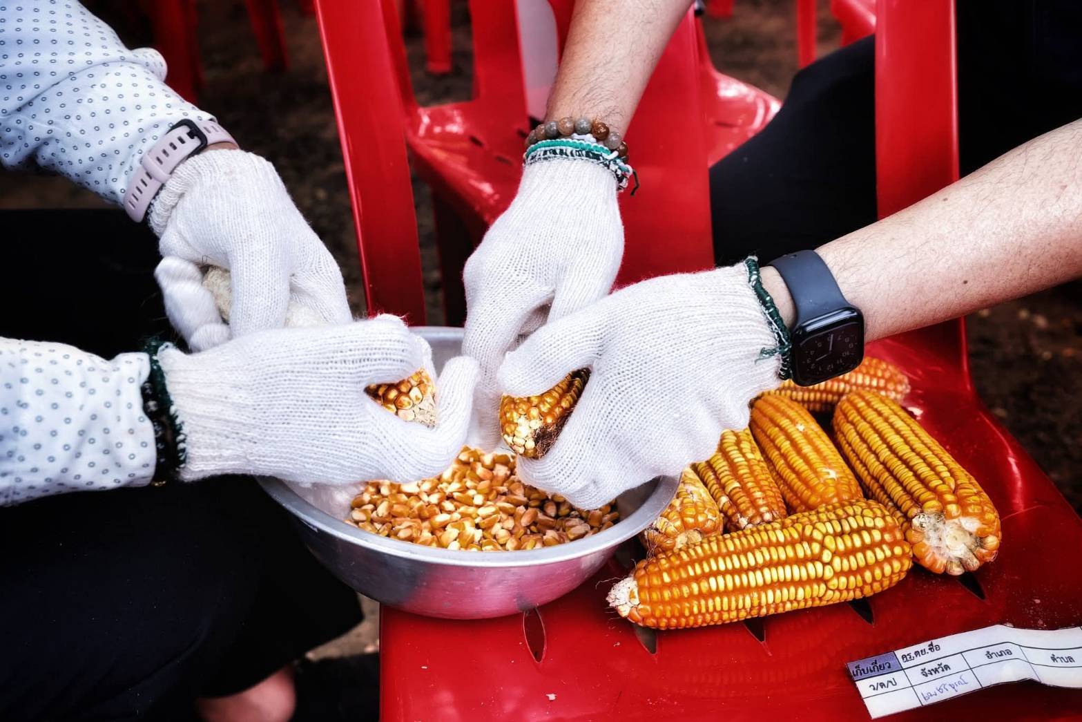 ทุกภาคส่วนร่วมสังเกตการณ์Crop Cutting เพชรบูรณ์สศก. ยันหลักข้อมูลสถิติการเกษตร ตรวจสอบได้ สะท้อนความจริงในพื้นที่ 12 1620311