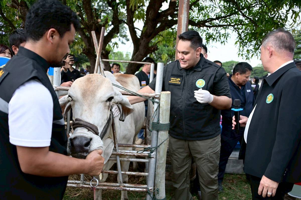 รมช.อามินทร์ เปิดโครงการรณรงค์ฉีดวัคซีนป้องกันโรคปากและเท้าเปื่อย และโรคลัมปีสกิน ในพื้นที่จังหวัดสุรินทร์ 4 3728381