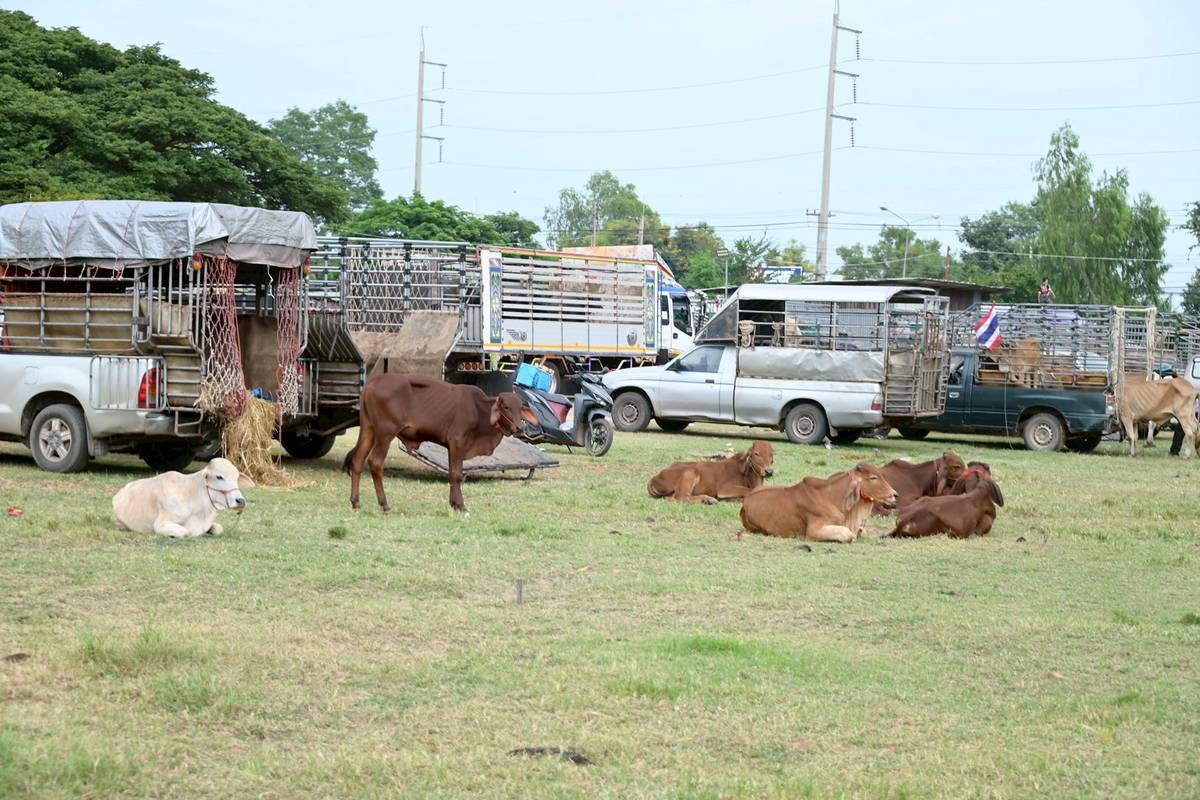 รมช.อามินทร์ เปิดโครงการรณรงค์ฉีดวัคซีนป้องกันโรคปากและเท้าเปื่อย และโรคลัมปีสกิน ในพื้นที่จังหวัดสุรินทร์ 7 3728386