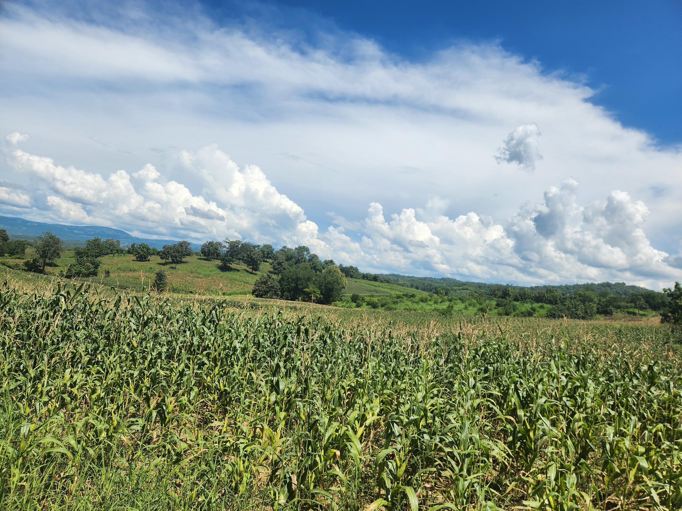 เลขาธิการ สศก. เตรียมนำทีม ลุย Crop Cutting ภาคสนามเพชรบูรณ์ 27 ตุลาคมนี้ ลงพื้นที่แปลงข้าวโพดเกษตรกร ยกระดับข้อมูลแม่นยำพืชเศรษฐกิจของประเทศ 2 551250 0