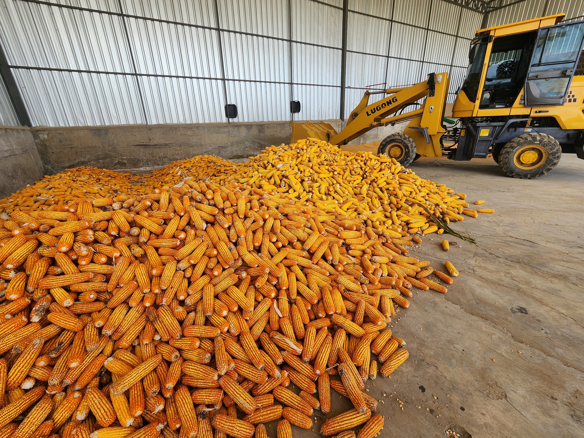 เลขาธิการ สศก. เตรียมนำทีม ลุย Crop Cutting ภาคสนามเพชรบูรณ์ 27 ตุลาคมนี้ ลงพื้นที่แปลงข้าวโพดเกษตรกร ยกระดับข้อมูลแม่นยำพืชเศรษฐกิจของประเทศ 3 551252 0