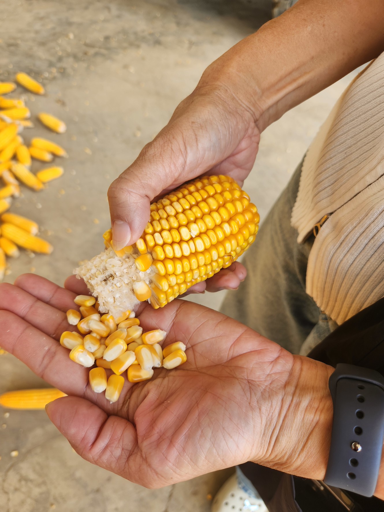 เลขาธิการ สศก. เตรียมนำทีม ลุย Crop Cutting ภาคสนามเพชรบูรณ์ 27 ตุลาคมนี้ ลงพื้นที่แปลงข้าวโพดเกษตรกร ยกระดับข้อมูลแม่นยำพืชเศรษฐกิจของประเทศ 4 551253 0