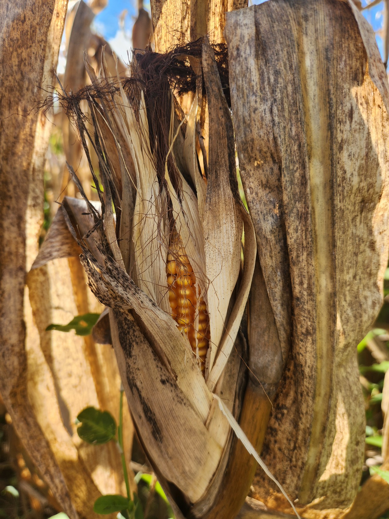 เลขาธิการ สศก. เตรียมนำทีม ลุย Crop Cutting ภาคสนามเพชรบูรณ์ 27 ตุลาคมนี้ ลงพื้นที่แปลงข้าวโพดเกษตรกร ยกระดับข้อมูลแม่นยำพืชเศรษฐกิจของประเทศ 5 551499 0
